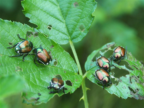 Contenimento della Popillia Japonica